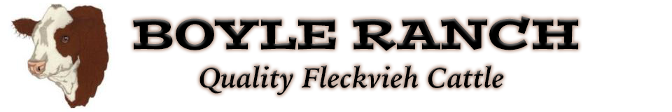 Boyle Ranch Fleckvieh_Auctions